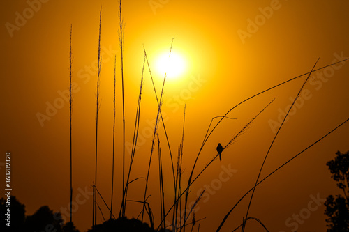 Small bird watching the sunrise