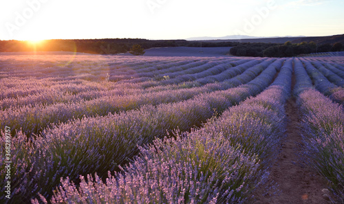 un campo violeta de lavanda