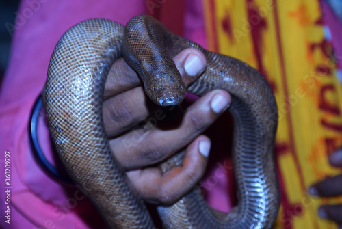 A man showing a Red Sand Boa snake  sitting on his hand. These are non poisonous snake popularly known as two-headed snake. photo