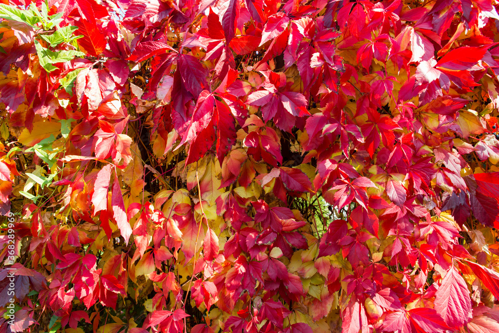 Autumn landscape with bright colored leaves. Indian summer. Leafy red background. Autumn landscape with bright colored leaves. Indian summer. Leafy red background.