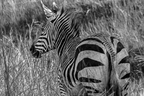 Zebra in the wild