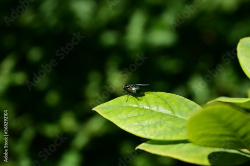 grün schimmernde Fliege auf Blatt