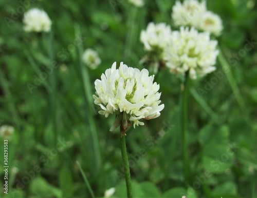 A field full of Trifolium repens, also known as the white clover