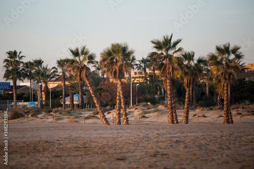 palm trees Spain © AlexandraDianaGeaman
