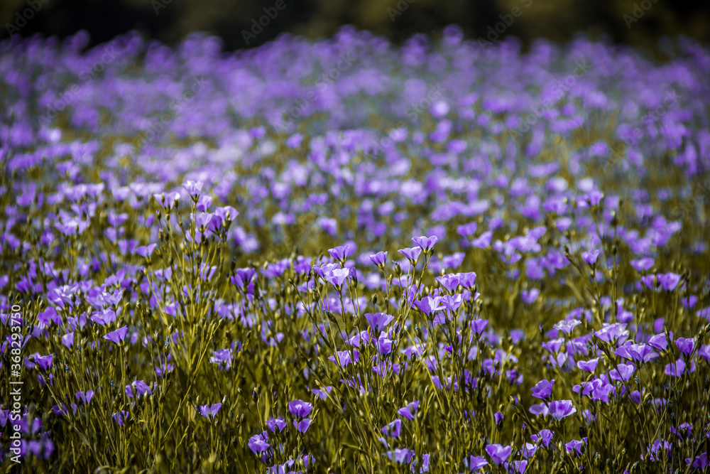 Purple flowers field