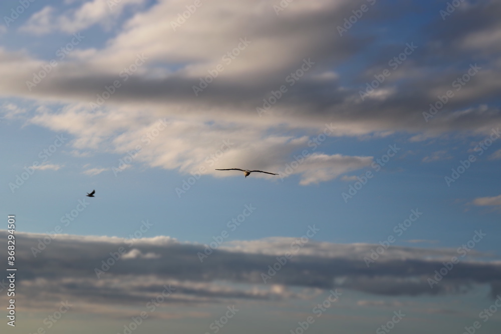 seagull in the sky seagull in the sky