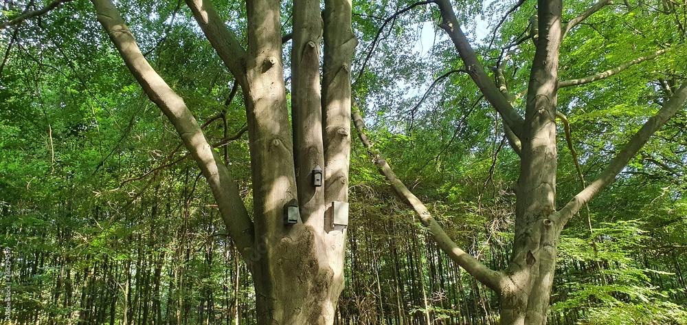 Fototapeta premium Vogelhäuschen