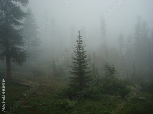 Misty landscape with fir forest in hipster vintage retro style  © alopsik