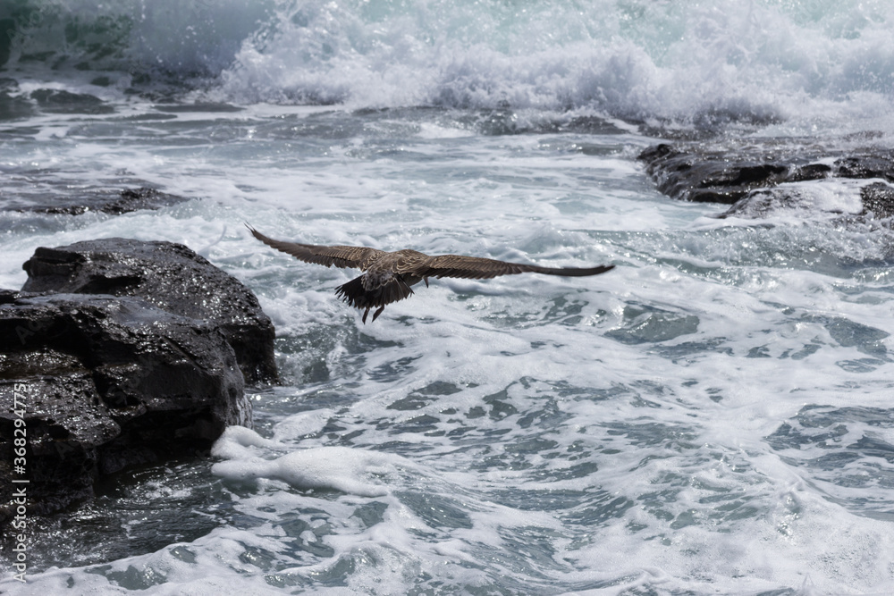 Fototapeta premium A seagull hunting over the sea in the stormy waves of the surf near the shore.