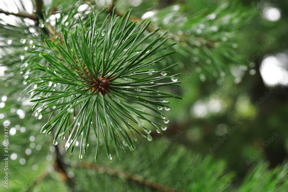 Pine branch after summer rain covered with water drops on blurred background Pine branch after summer rain covered with water drops on blurred background