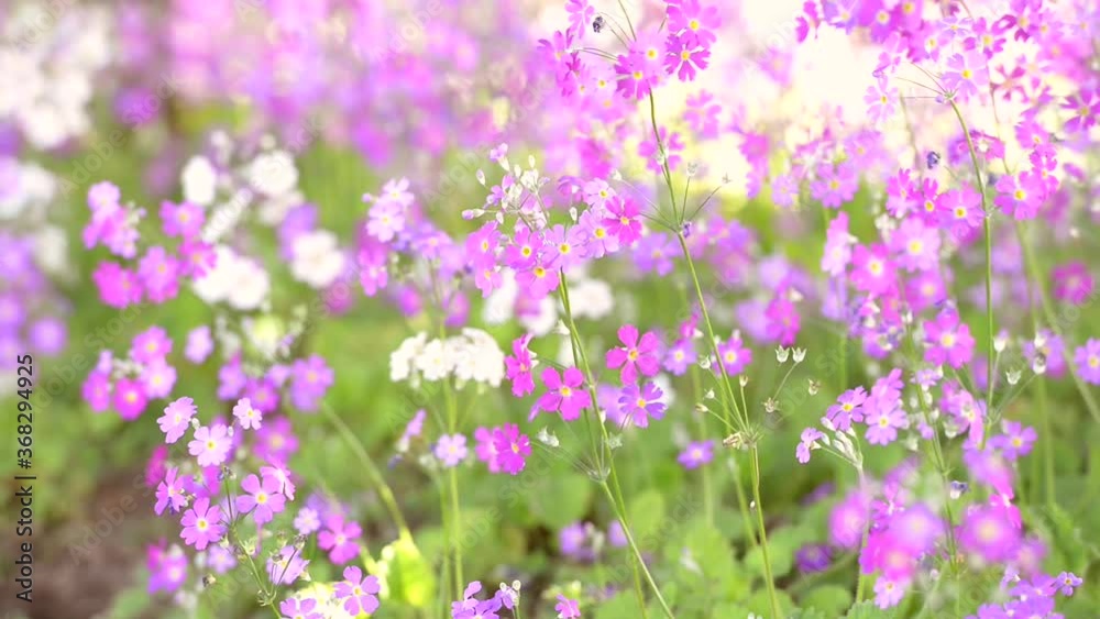 Purple colour of Primula Malacoides flower blooming in the flower beds in the winter season Purple colour of Primula Malacoides flower blooming in the flower beds in the winter season