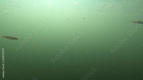Underwater shot of a school of small fish swimming in the Neckar river in Tübingen, Germany