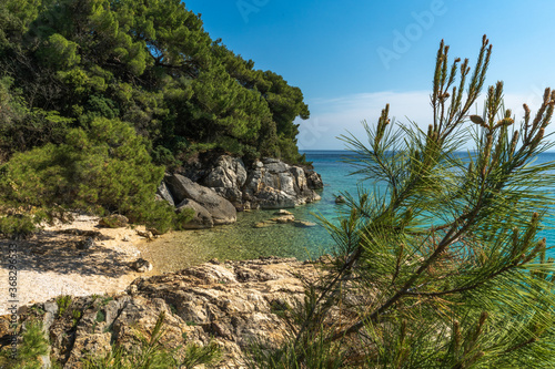 Beautiful beach surrounded by coniferous forest on the Rab island near Uvala Cifnata, Croatia. Transparent water on Adriatic coast. Rab island - touristic destination.