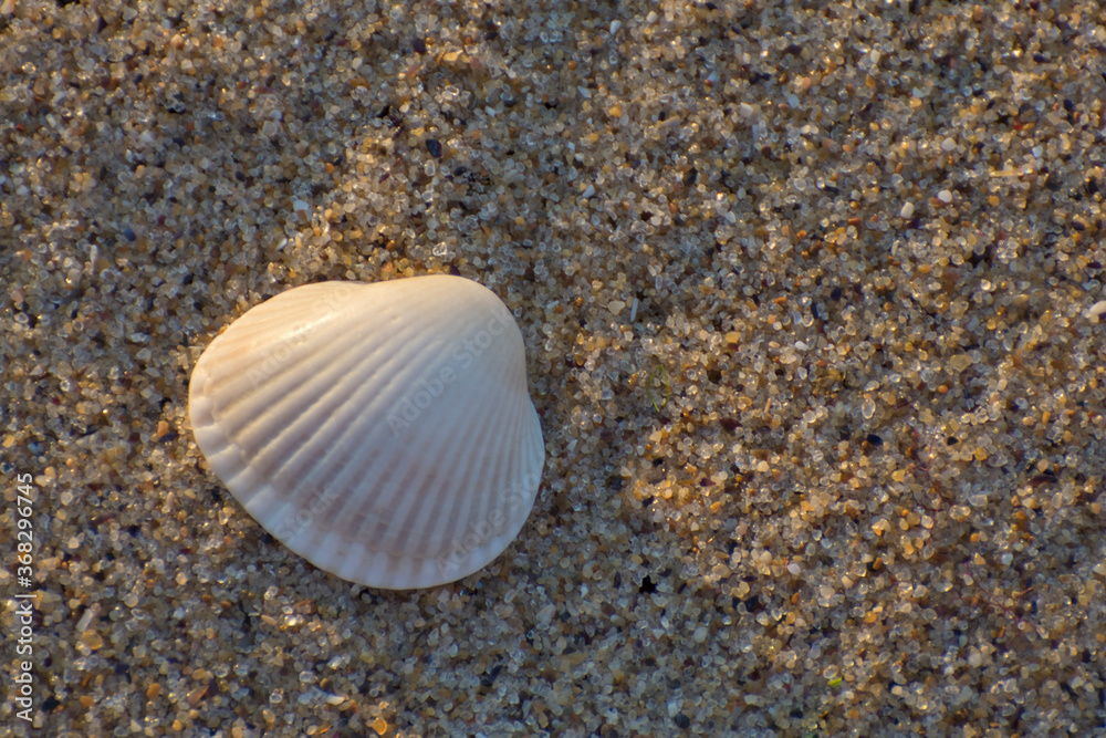 White seashell on clean sea sand. Sand background and copy space. White seashell on clean sea sand. Sand background and copy space.