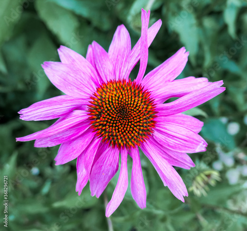 Bumblebee on pink flower in summer garden