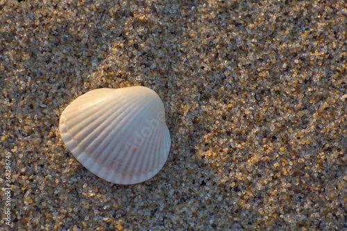 White seashell on clean sea sand. Sand background and copy space.