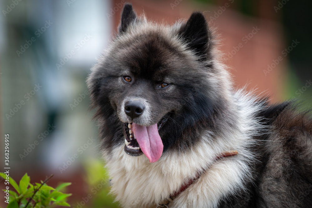 A large black and white dog, a mixture between a husky and a chow chow, stands looking sideways with its tongue hanging out. The animal has thick fur, pointy ears, dark eyes and a long pink tongue.