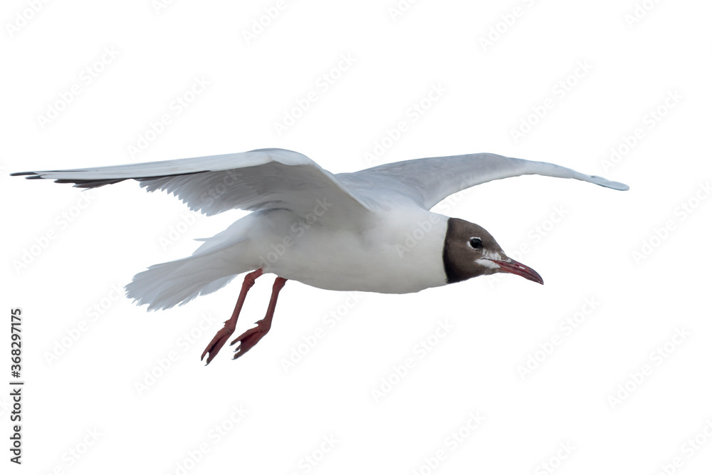 Obraz premium The bird is flying. Seagull isolate on a white background. Spread wings and flight in the air.