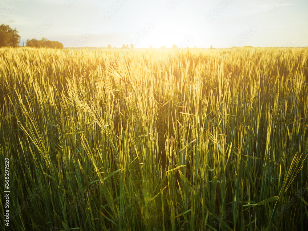 Obraz premium Wheat field at sunset. The concept of cereals, organic food, agriculture.