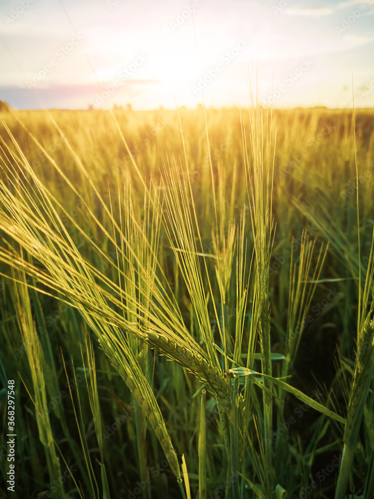Obraz premium Wheat field at sunset. The concept of cereals, organic food, agriculture.