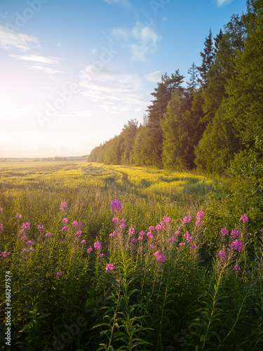 Plain European landscape at sunset. Trees, flowers and field, sky with light clouds. The concept of tranquility, countryside, nature.