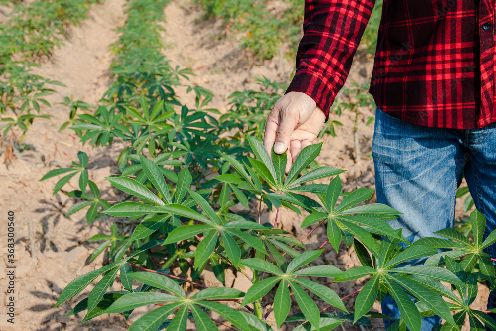 Fototapeta premium Asian farmer men walking around cassava growth