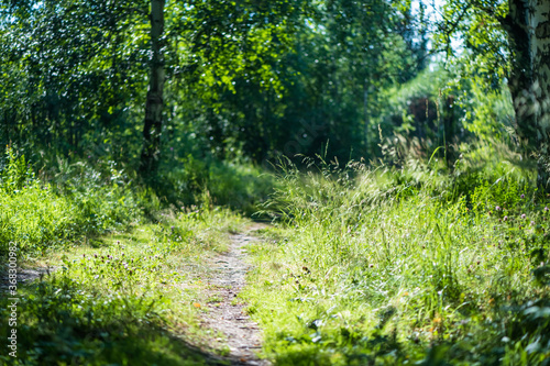 footpath in the summer forest. sunny day, nature