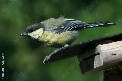 Mésange