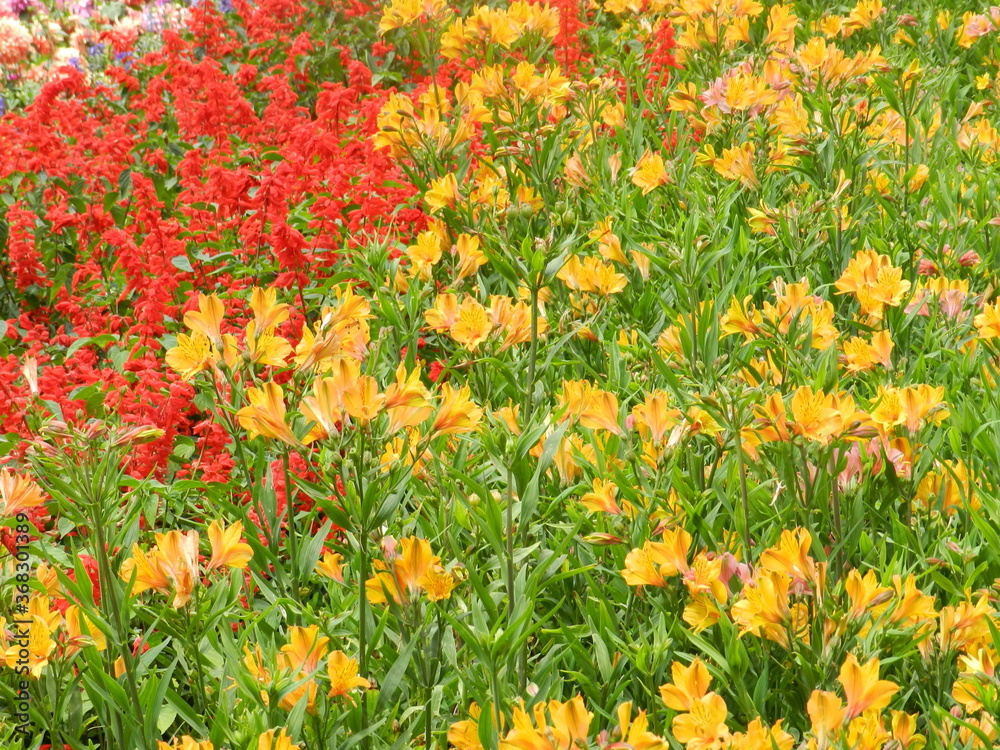 field of red and yellow flowers