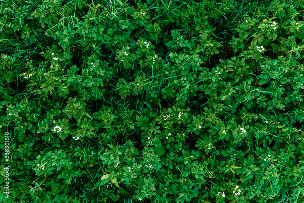 Fototapeta premium Private agricultural land on which potatoes are grown, the plant is removed from the top, vegetables have a wide range of uses.