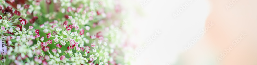 Closeup of nature mini red, white and pink flower on blurred greenery background under sunlight with bokeh and copy space using as background natural plants landscape, ecology cover page concept. Closeup of nature mini red, white and pink flower on blurred greenery background under sunlight with bokeh and copy space using as background natural plants landscape, ecology cover page concept.