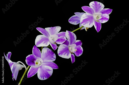 orchids purple orchids is considered the queen of flowers in Thailand.