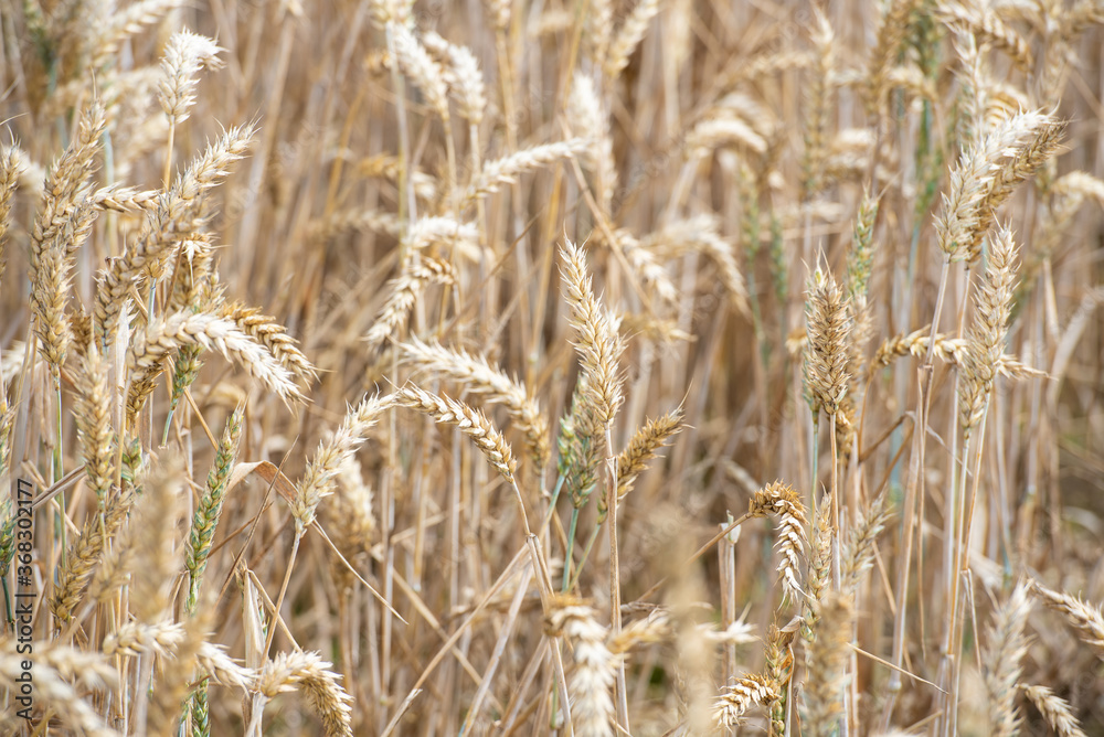 Obraz premium Weizenfeld im Sommer