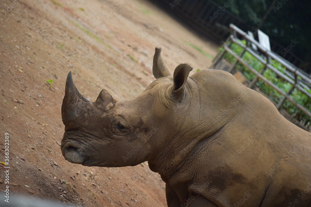 white rhino close up