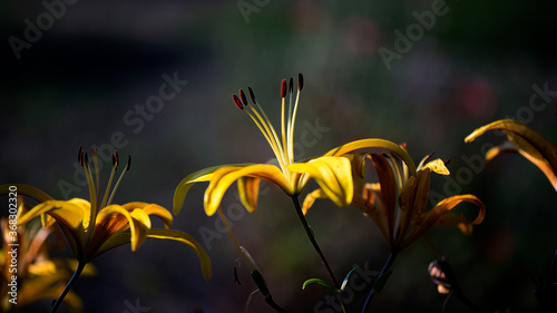 Lily, close-up. A yellow lily in full juice. The bright rays of the sun illuminate the gentle, charming divine creatures. Delicate, elegant look. photo