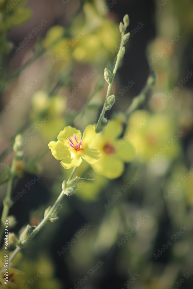 Yellow flowers of Mullein. Mullein (Verbascum) in a natural environment of growth. Wild herbs Verbascum thapsus (Common Mullein) yellow flowers on the meadow. Yellow flowers of Mullein. Mullein (Verbascum) in a natural environment of growth. Wild herbs Verbascum thapsus (Common Mullein) yellow flowers on the meadow.