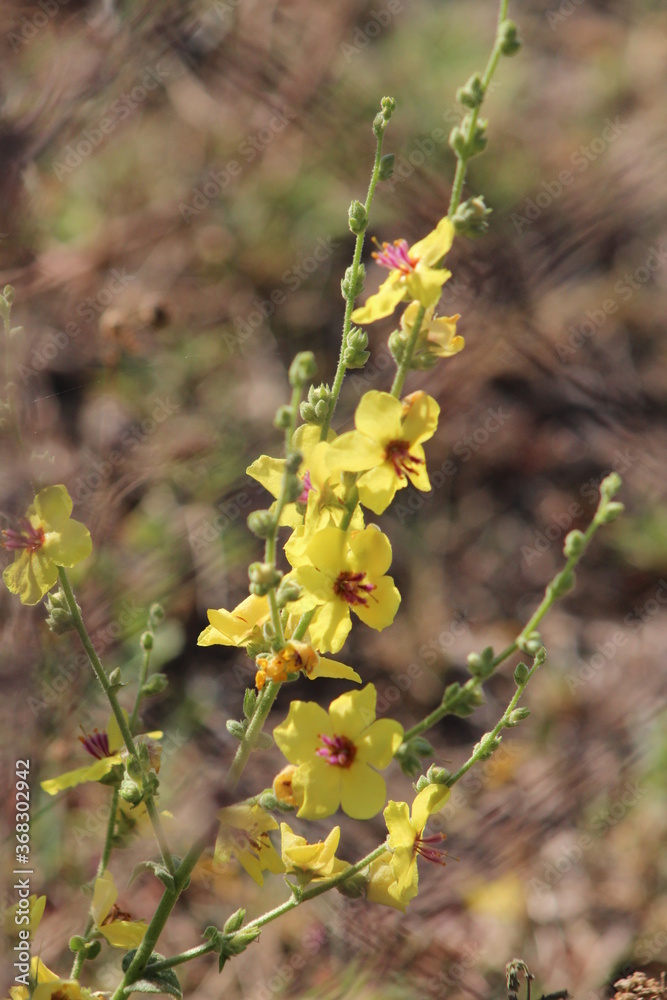 Yellow flowers of Mullein. Mullein (Verbascum) in a natural environment of growth. Wild herbs Verbascum thapsus (Common Mullein) yellow flowers on the meadow. Yellow flowers of Mullein. Mullein (Verbascum) in a natural environment of growth. Wild herbs Verbascum thapsus (Common Mullein) yellow flowers on the meadow.