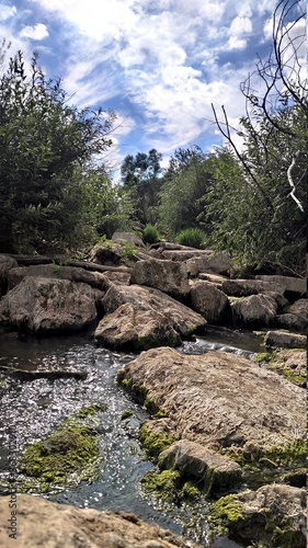 river in the forest