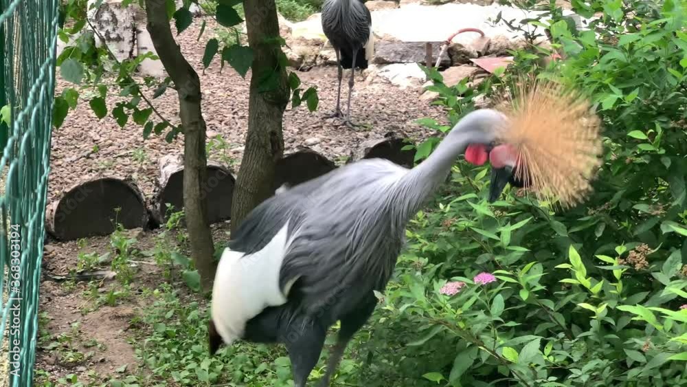 Crowned crane (Balearica pavonina) bobbing his head and jumping over a flower 