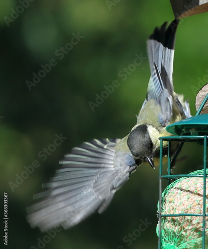 une Mésange affamée se précipite sur sa boule de graisse