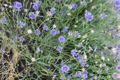 Small purple flowers Cornflowers grow in the garden