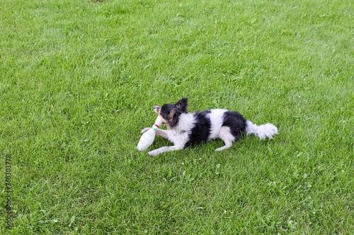 A doggie like Jack Russell lies on lush green grass and plays with a toy.