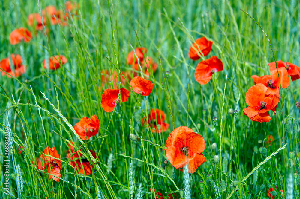 Fototapeta premium champs de coquelicot