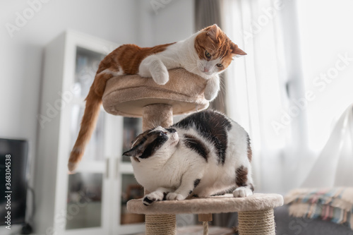 Gato blanco y marron acostado en la cima de una torre rascador, juega con un gato blanco y negro  photo