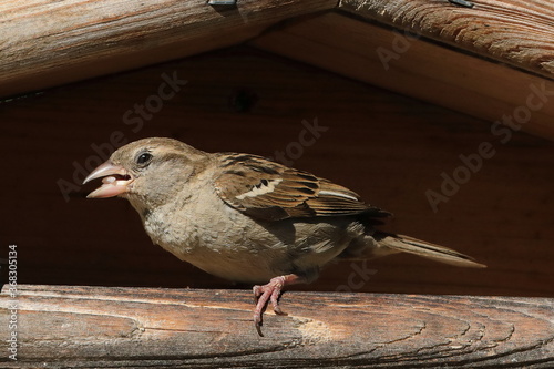 Moineau / grain de riz