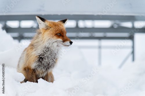 Fototapeta Naklejka Na Ścianę i Meble -  Wild red fox sits in the snow against a backdrop of metal structures in the North Caucasus