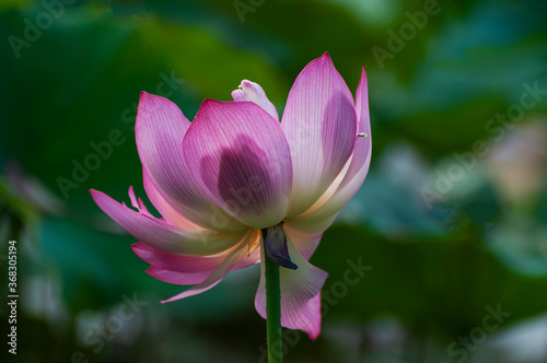 pink lotus flower