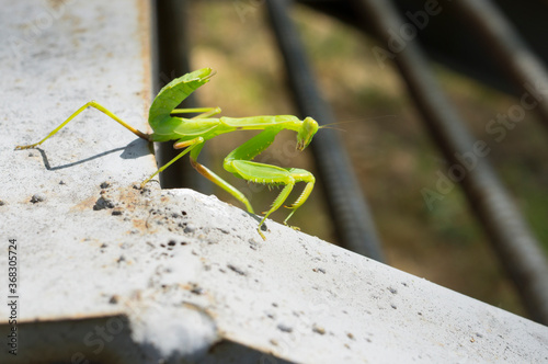 Green praying mantis on a metal structure. Wildlife and technology.