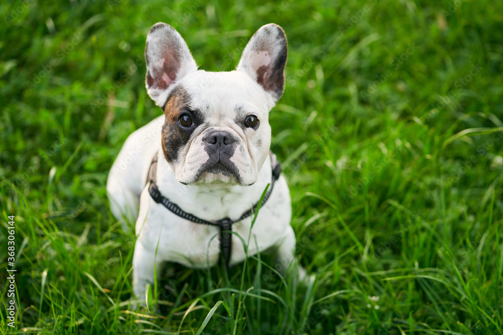 French bulldog sitting on green grass outdoors.