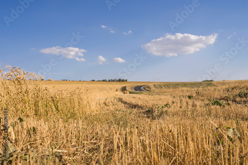 Ripe ears of wheat. Wheat field. Blue sky with clouds. Summer harvest of ripe wheat. Golden ears. Agriculture. The wheat is ripe.